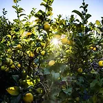 The Lemon Tree Lejlighed