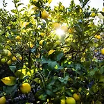 The Lemon Tree Lejlighed Vilaflor