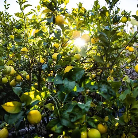 The Lemon Tree Apartmán Vilaflor