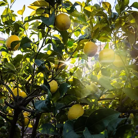 The Lemon Tree Vilaflor