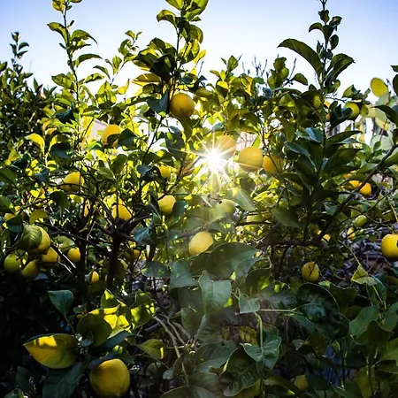 The Lemon Tree Apartment
