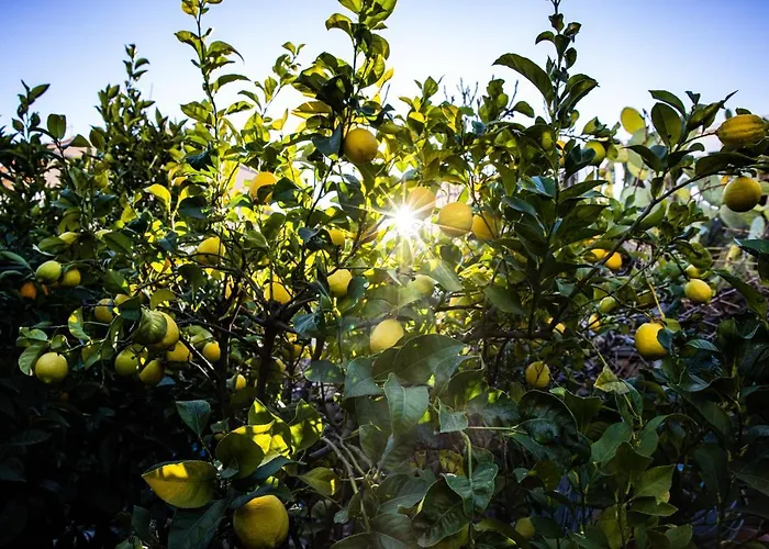 The Lemon Tree Apartment