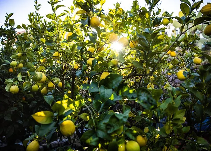 The Lemon Tree Lägenhet Vilaflor